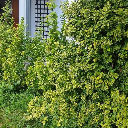 Garden House